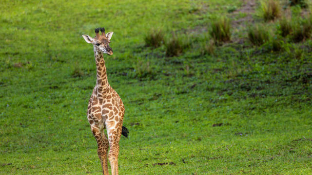 Meet Ivy, Animal Kingdom's Adorable Baby Giraffe