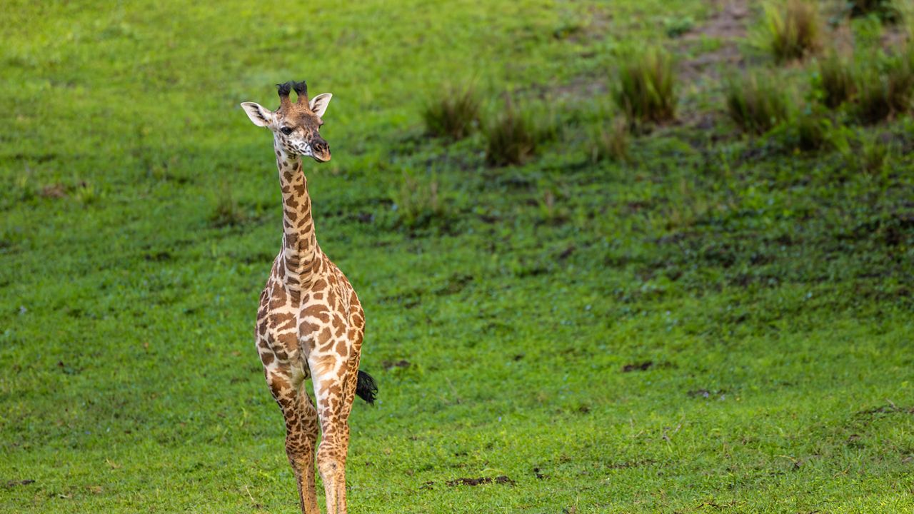 Meet Ivy, Animal Kingdom's Adorable Baby Giraffe