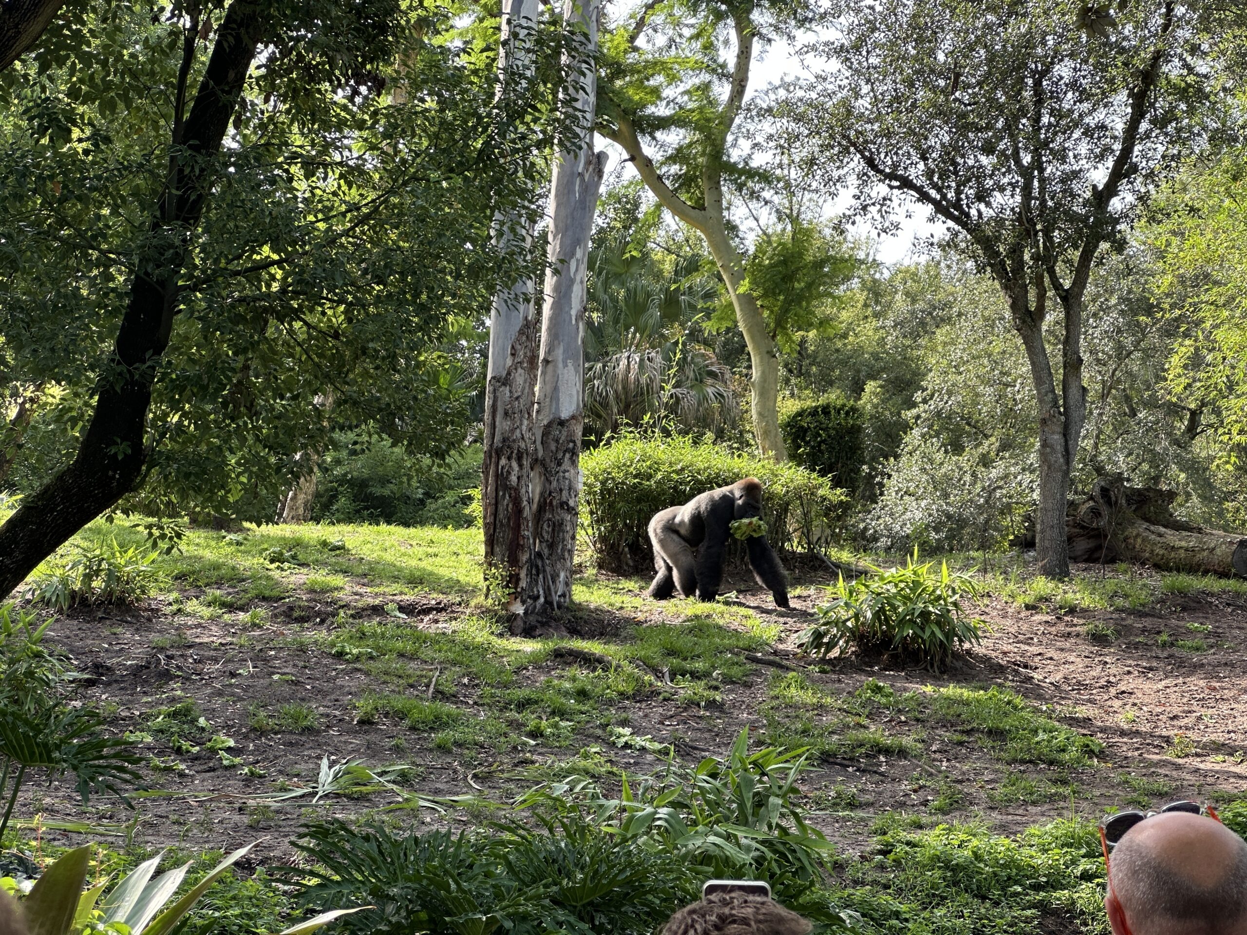 Gorilla Habitat Reopens at Animal Kingdom — With a Catch