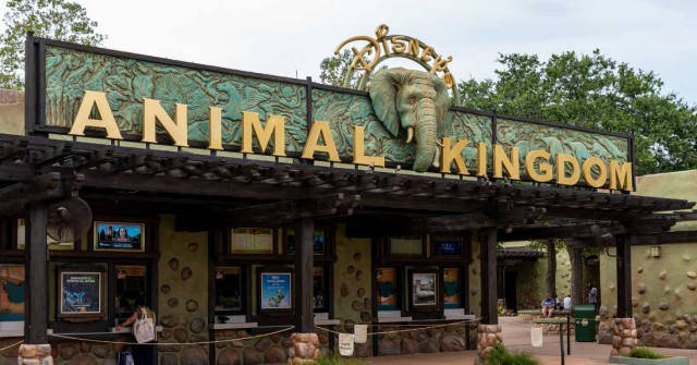 Giraffe Investigates Safari Vehicle on Animal Kingdom Tour