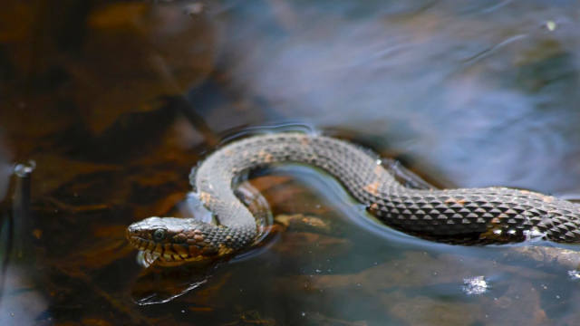South Florida Flooding Sends More Snakes Into Neighborhoods