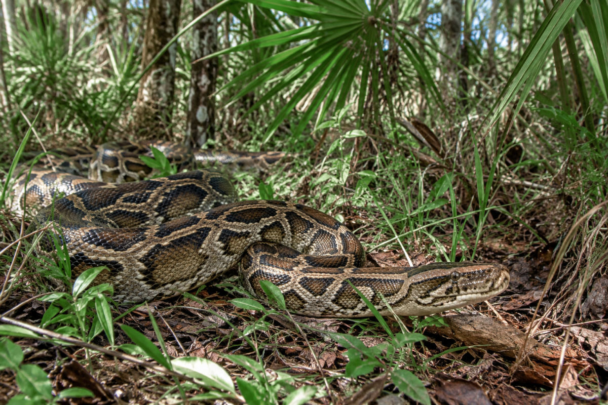 FWC Confirms Burmese Python Population in Charlotte County