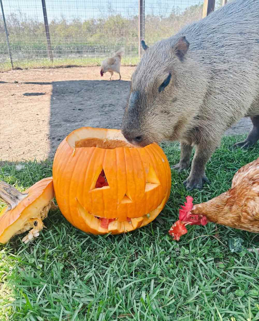 Central Florida Fall Festivals and Pumpkin Patches for 2026