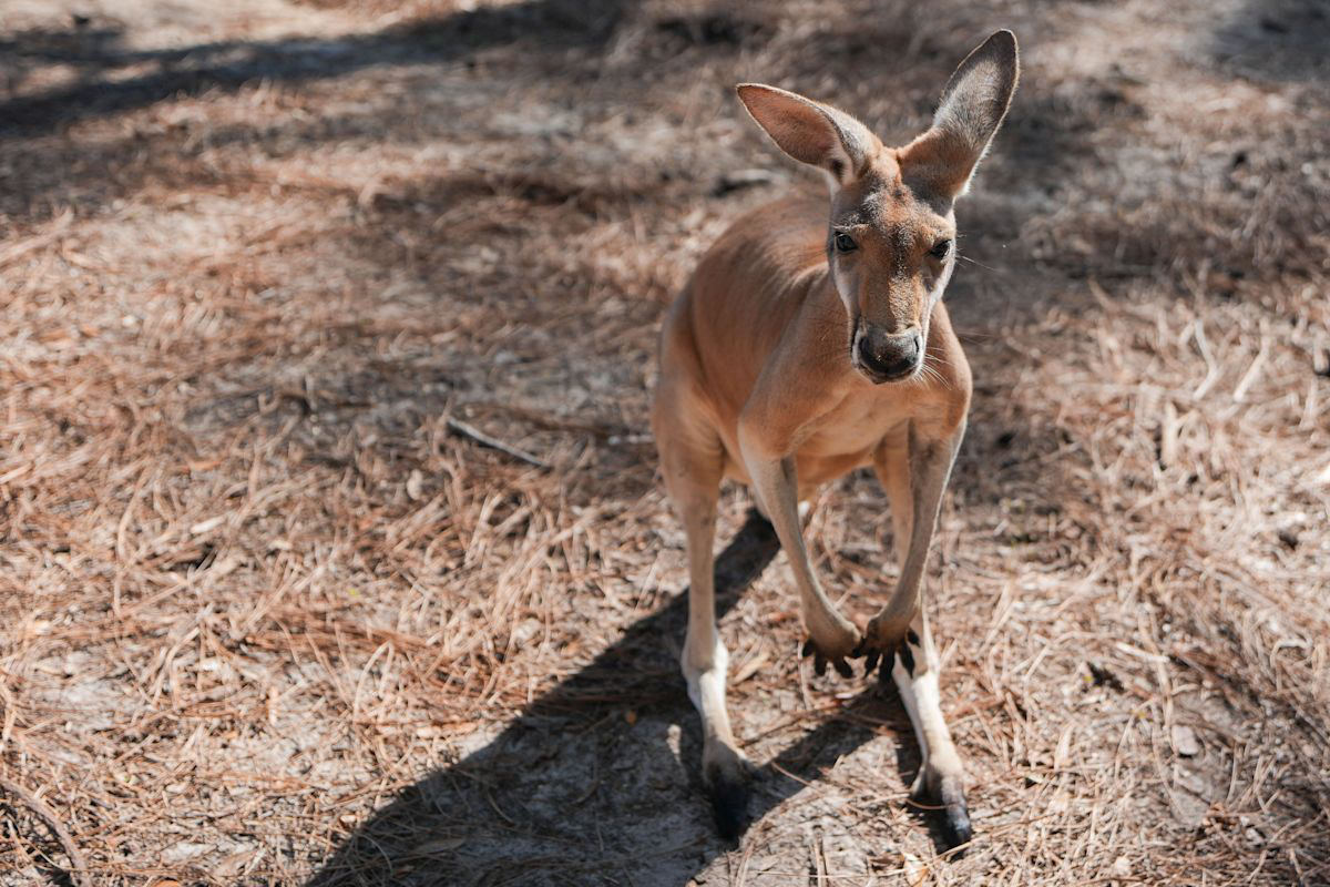 Two Young Kangaroos Join North Florida Wildlife Center