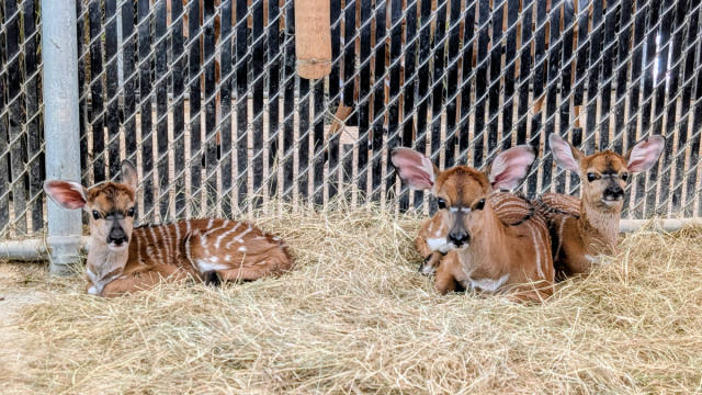 Three Nyala Calves Join Animal Kingdom Lodge Savanna