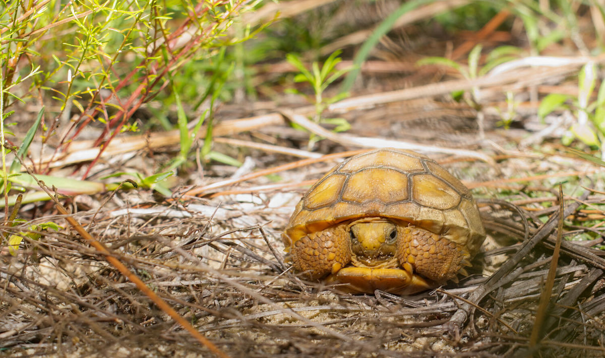 Gopher Tortoise Decline Raises Stakes for Florida Habitat