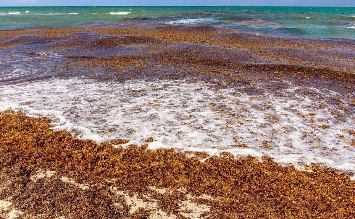 Key West Weighs Sargassum Cleanup Pilot Along Atlantic Shore