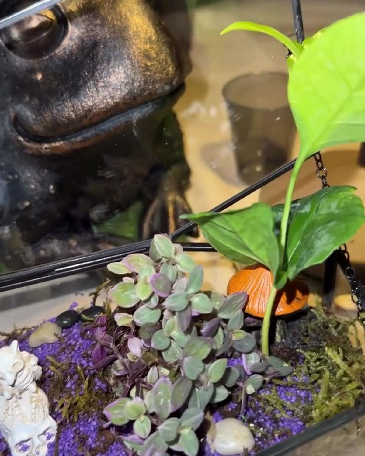 Carnivorous Terrarium Workshops Set for Miami Sundays
