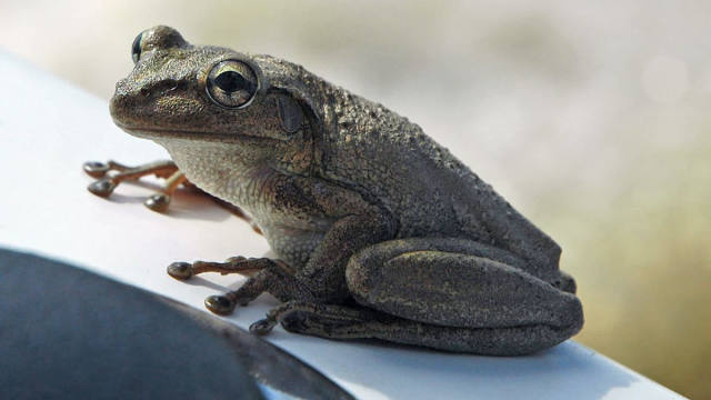 Tiny Froglets Spotted Clinging to Orlando Home After Rain