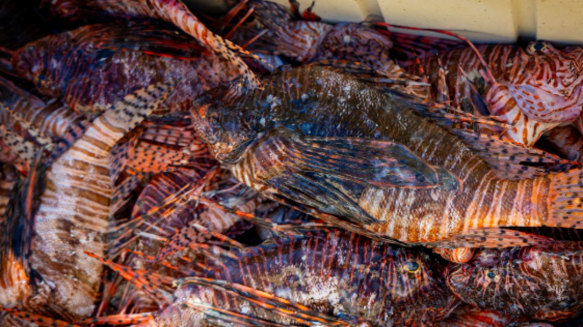 Florida’s Lionfish Challenge Removes More Than 36,000 Fish