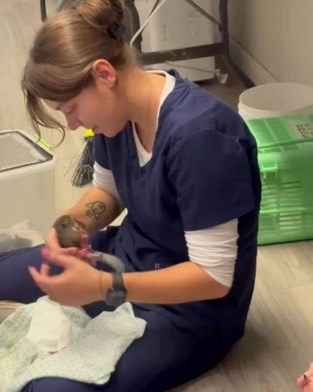 Pensacola Wildlife Sanctuary Takes In More Than 200 Baby Squirrels