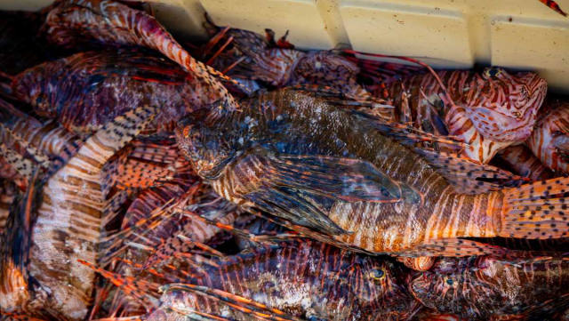 Florida Divers Set Record by Removing 36,000 Lionfish