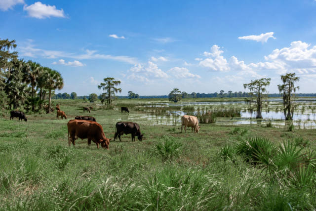 Hendrie Ranch Easement Protects 5,610 Acres in Highlands
