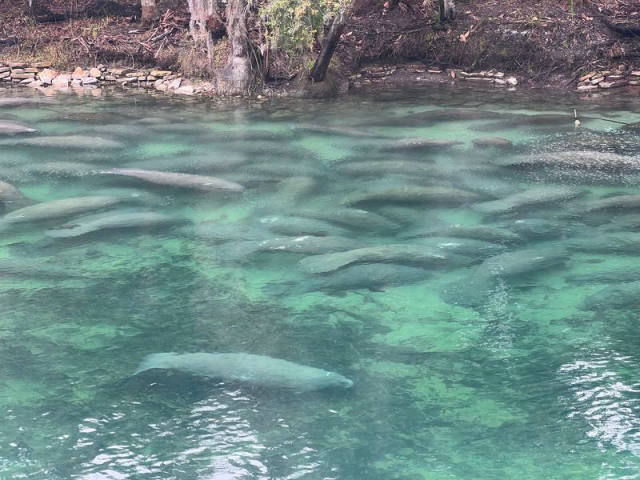 Winter Manatees Return to Blue Spring State Park