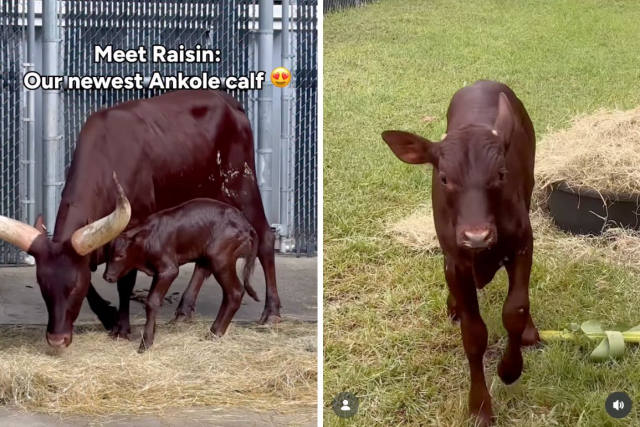 Second Ankole Calf of 2026 Arrives at Animal Kingdom