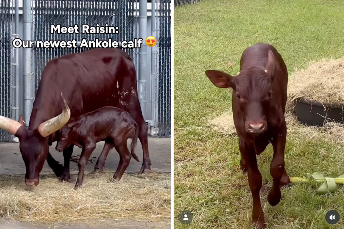 Second Ankole Calf of 2026 Arrives at Animal Kingdom