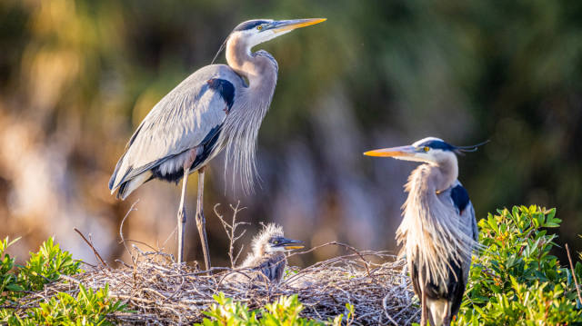 Everglades National Park Offers Wildlife, Water Trails and Camping