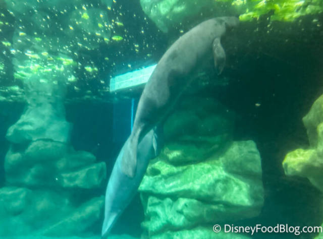 New Manatee Arrives at EPCOT