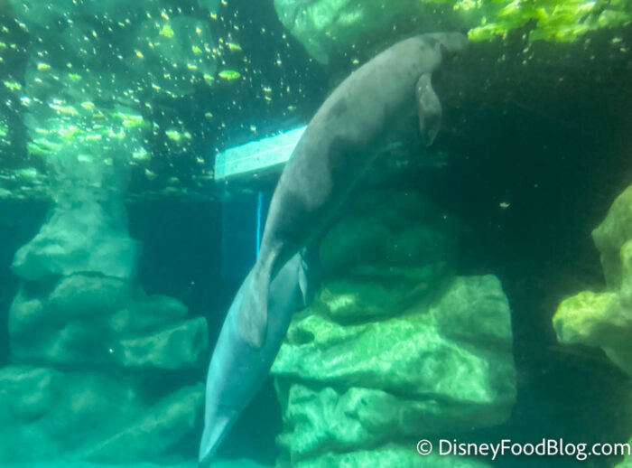 New Manatee Arrives at EPCOT