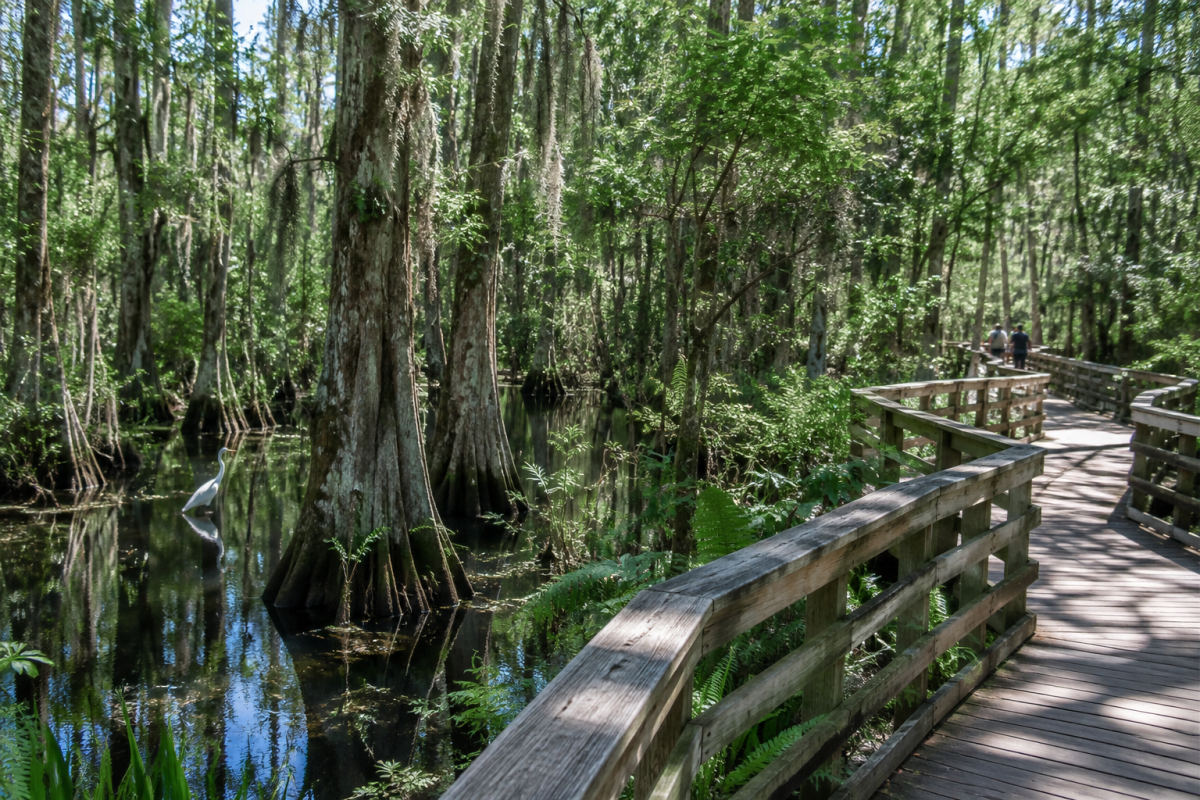 Corkscrew Swamp Sanctuary: Tickets, Boardwalk & Wildlife