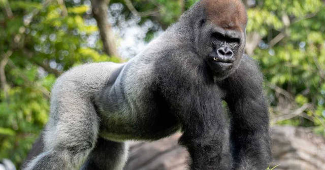 Animal Kingdom's New Silverback Gorilla Has Arrived