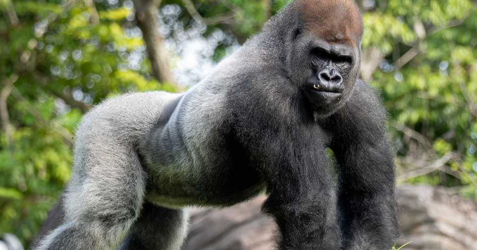 Animal Kingdom's New Silverback Gorilla Has Arrived