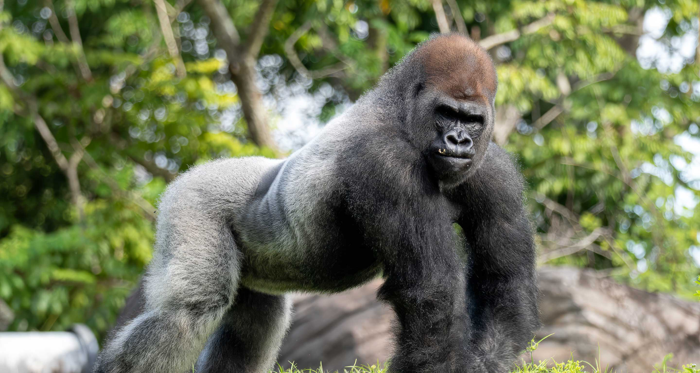 Animal Kingdom's Gorilla Troop Has a New Silverback Leader
