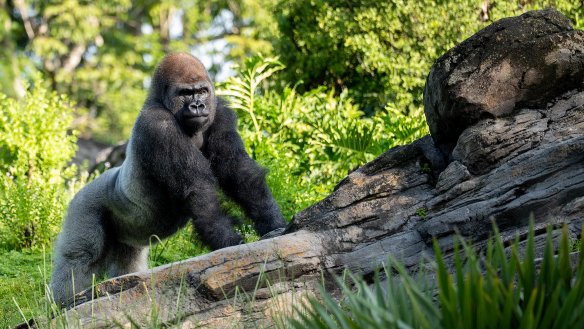 Meet Bakari, Animal Kingdom's New Silverback Gorilla