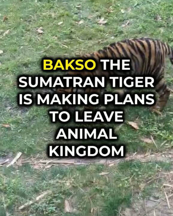 Bakso the Tiger Cub to Leave Disney’s Animal Kingdom This Fall