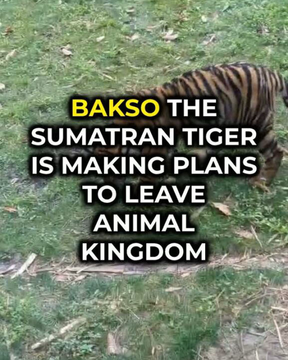 Bakso the Tiger Cub to Leave Disney’s Animal Kingdom This Fall