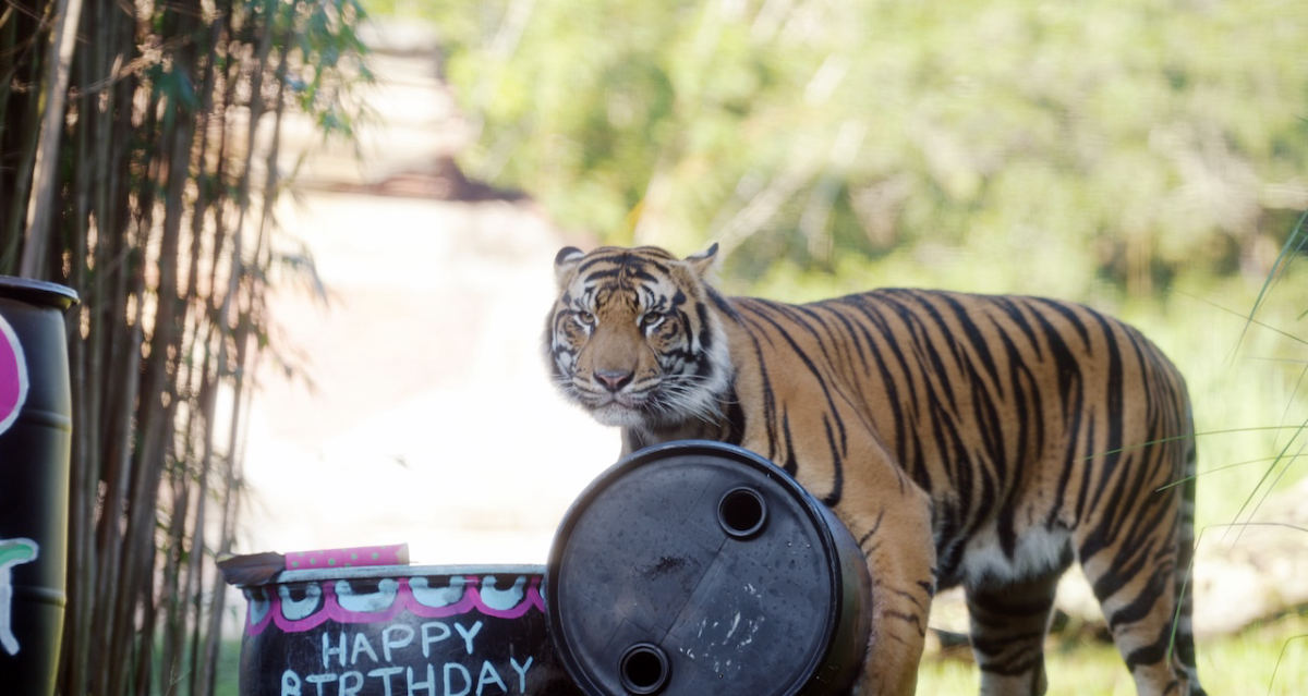 Bakso the Tiger to Leave Disney’s Animal Kingdom This Fall