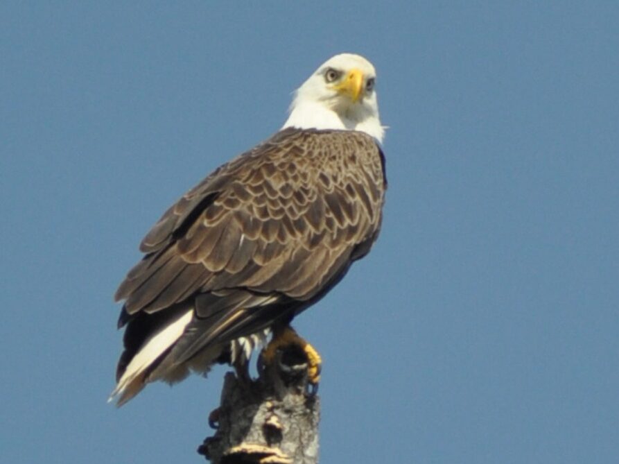 Walt Disney World's Bald Eagles Get a 4th of July Salute