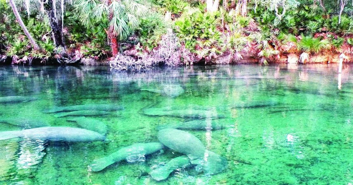 Blue Spring State Park Rolls Out New Entry System