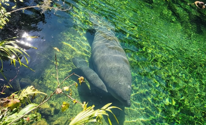Blue Springs State Park Now Requires Reservations