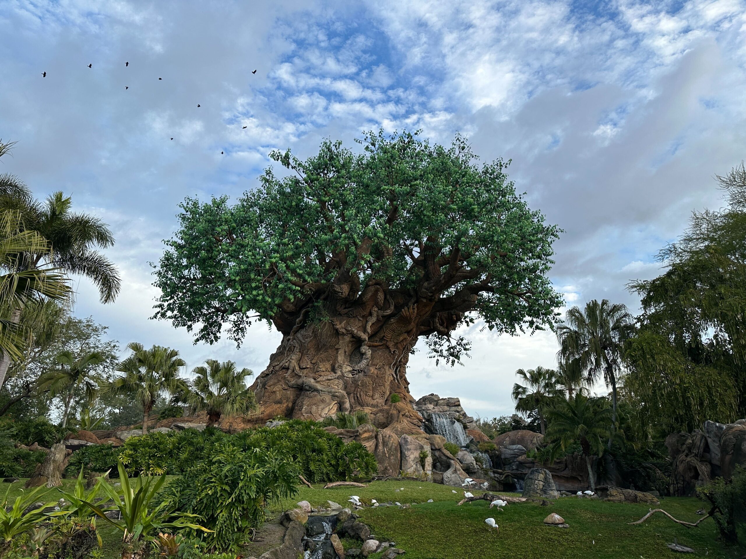 Animal Kingdom Shifts Where Guests Wait at Rope Drop