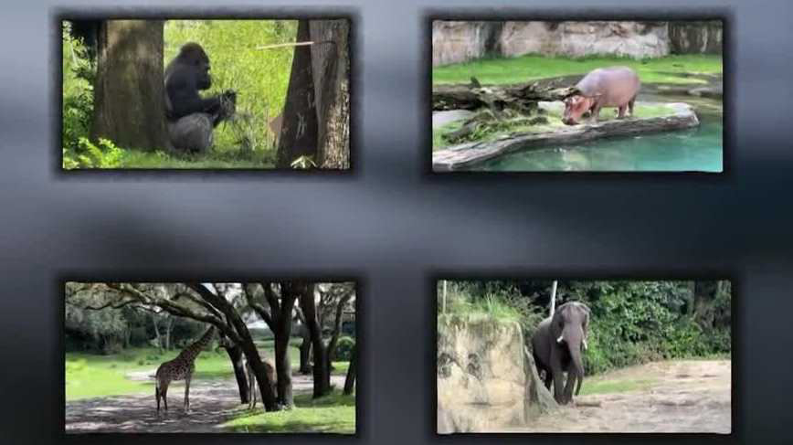 Disney World Animal Care Team Prepares 10,000 Pounds of Food Daily