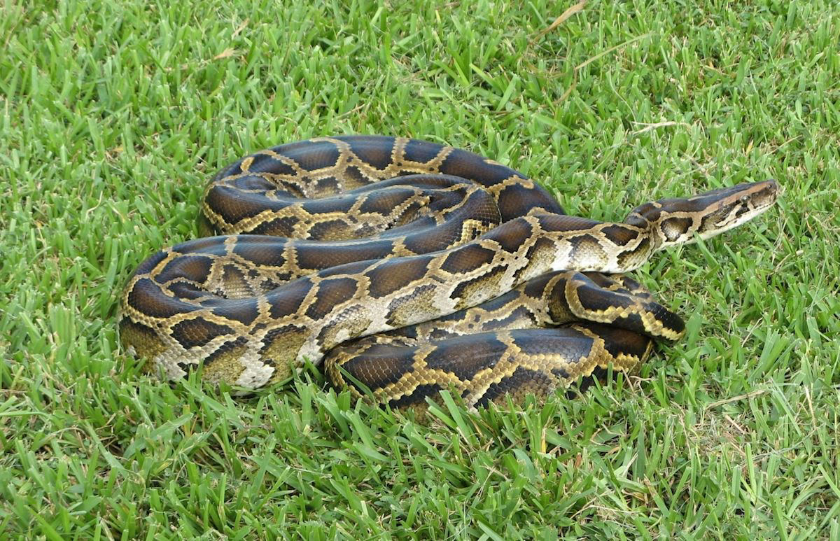 Tom Rahill Wins Florida Python Challenge With 96 Snakes