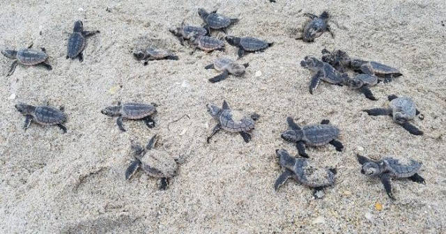 FWC: What to Do if Storms Wash Up Sea Turtle Hatchlings