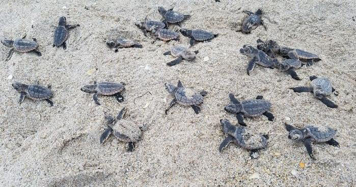FWC: What to Do if Storms Wash Up Sea Turtle Hatchlings