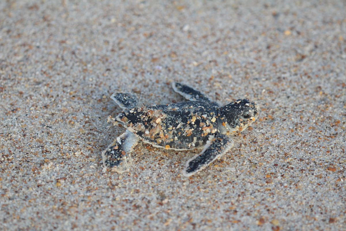 What to Do if You Find a Sea Turtle Hatchling After a Storm