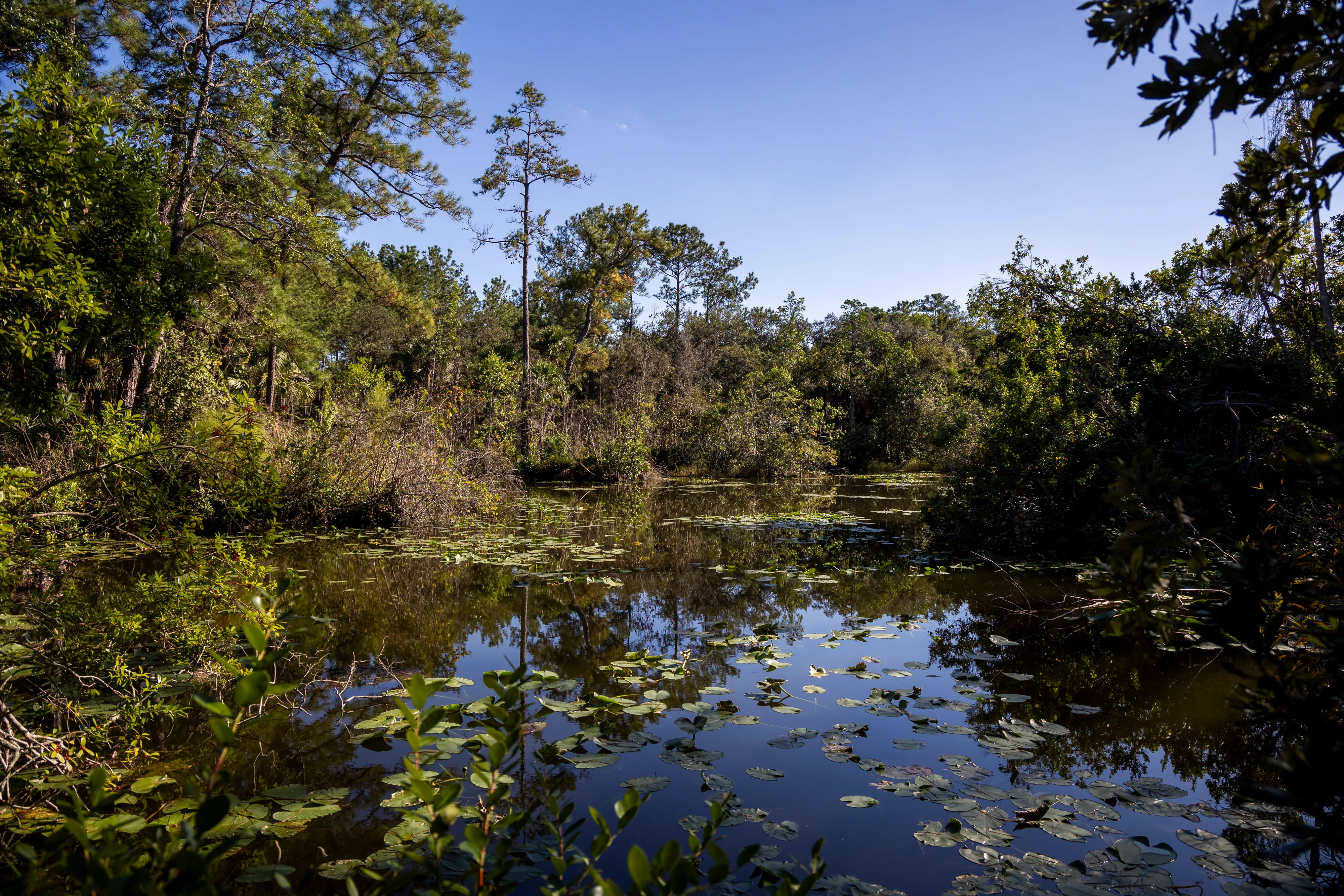 Should Florida State Parks Require Reservations? One Lawyer Says No