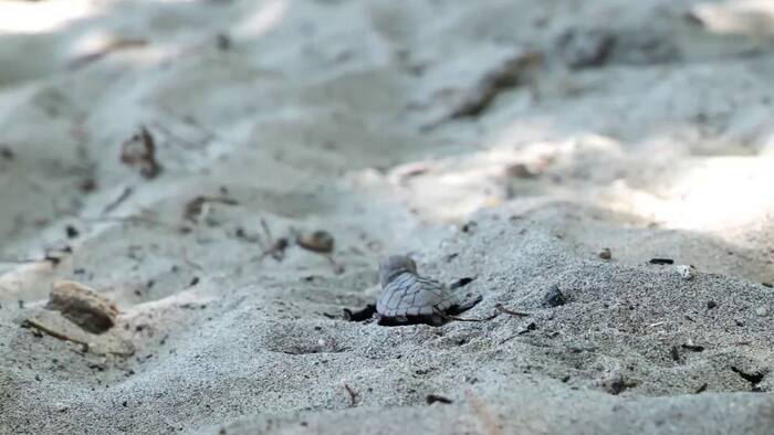 FWC: Don’t Touch Turtle Hatchlings Washed Onto Florida Beaches