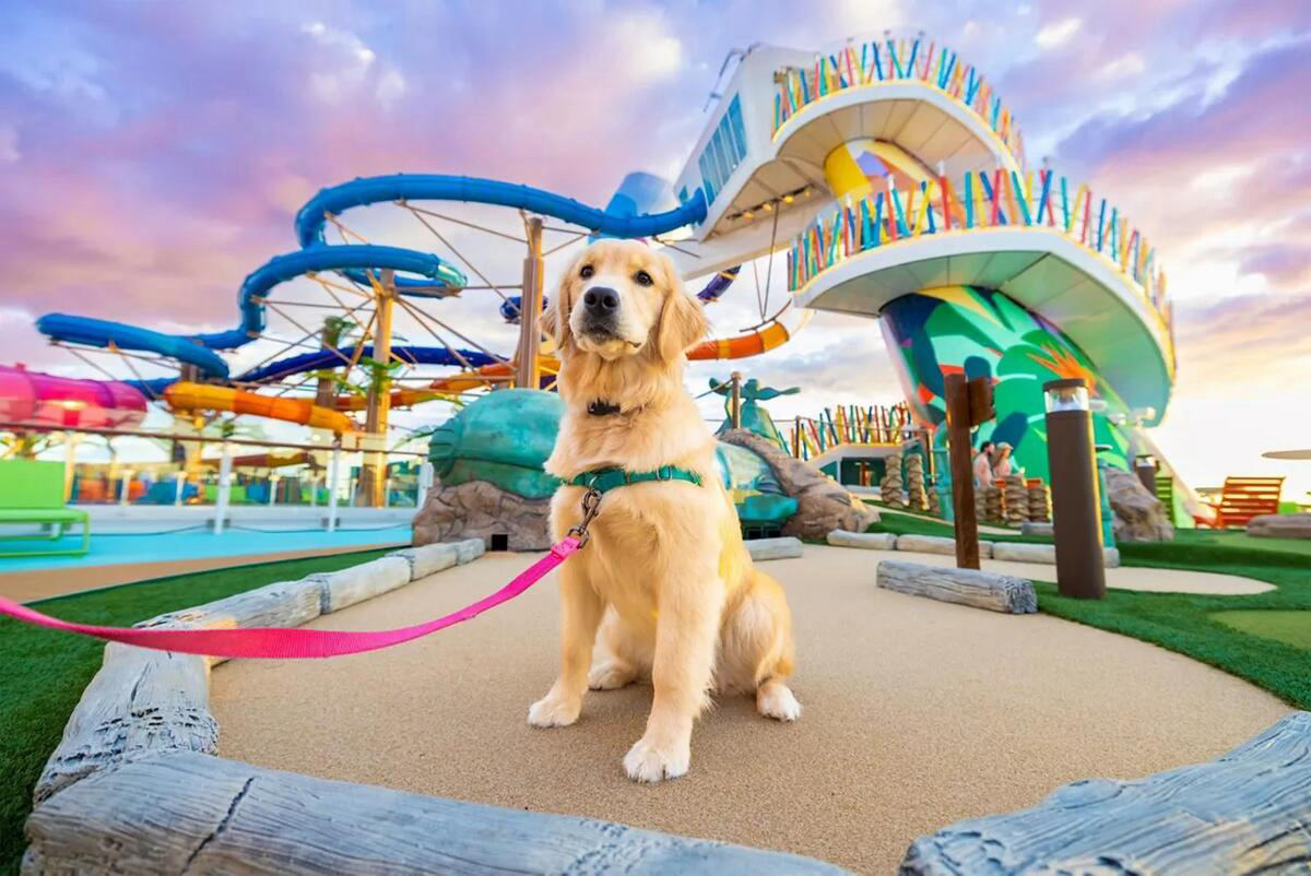 Royal Caribbean Wants Fans to Name Hero of the Seas' New Dog