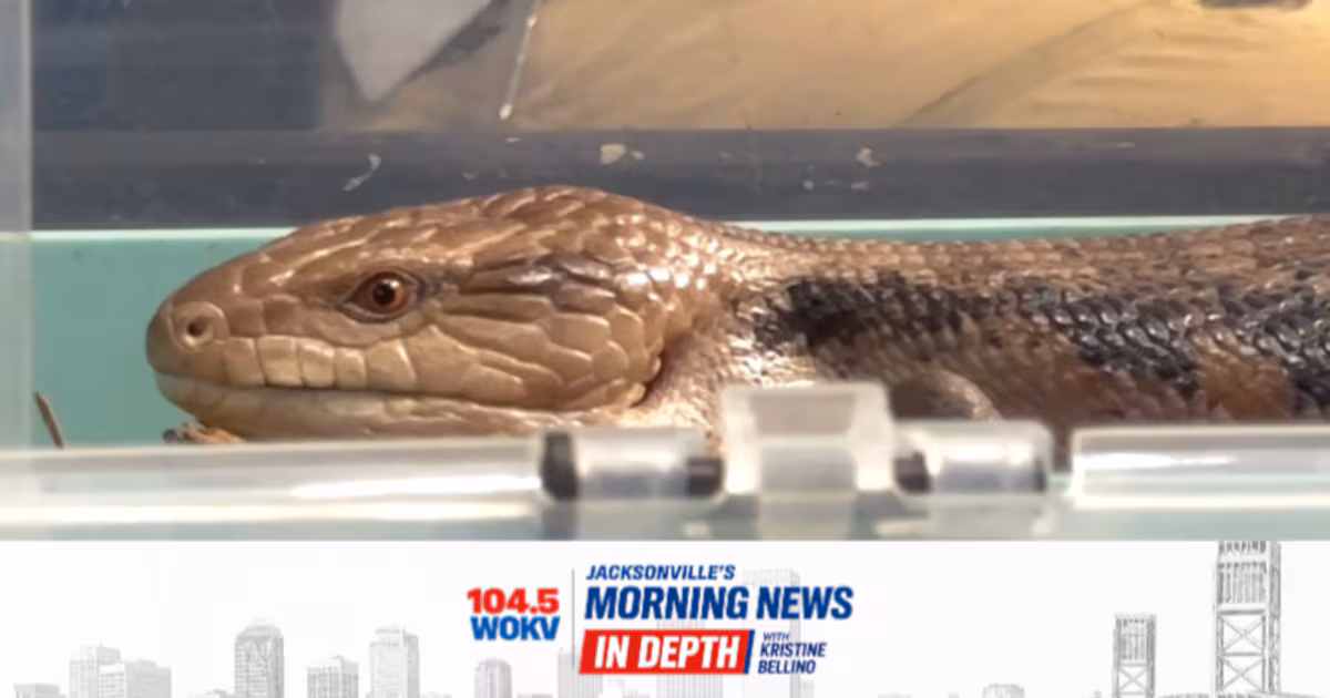 Jacksonville Zoo's Manatees, Fall Events & a Famous Skink
