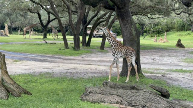 Behind the Safari: An Animal Kingdom Expert Spills Kilimanjaro Secrets