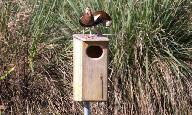 Myakka Initiative Adds Bird Habitats, Pursues Audubon Certification