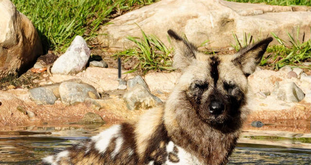 Meet Prospect, Animal Kingdom's Newest African Painted Dog