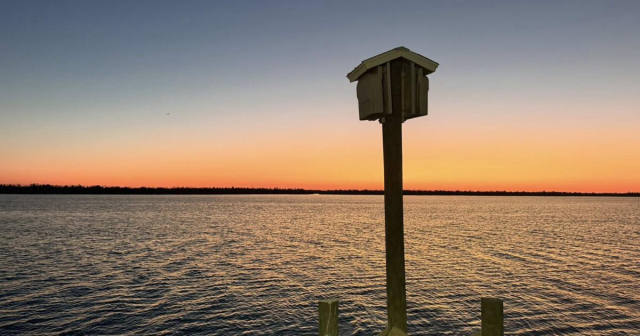 Fall Is a Legal Window for Bat Exclusions in Southwest Florida