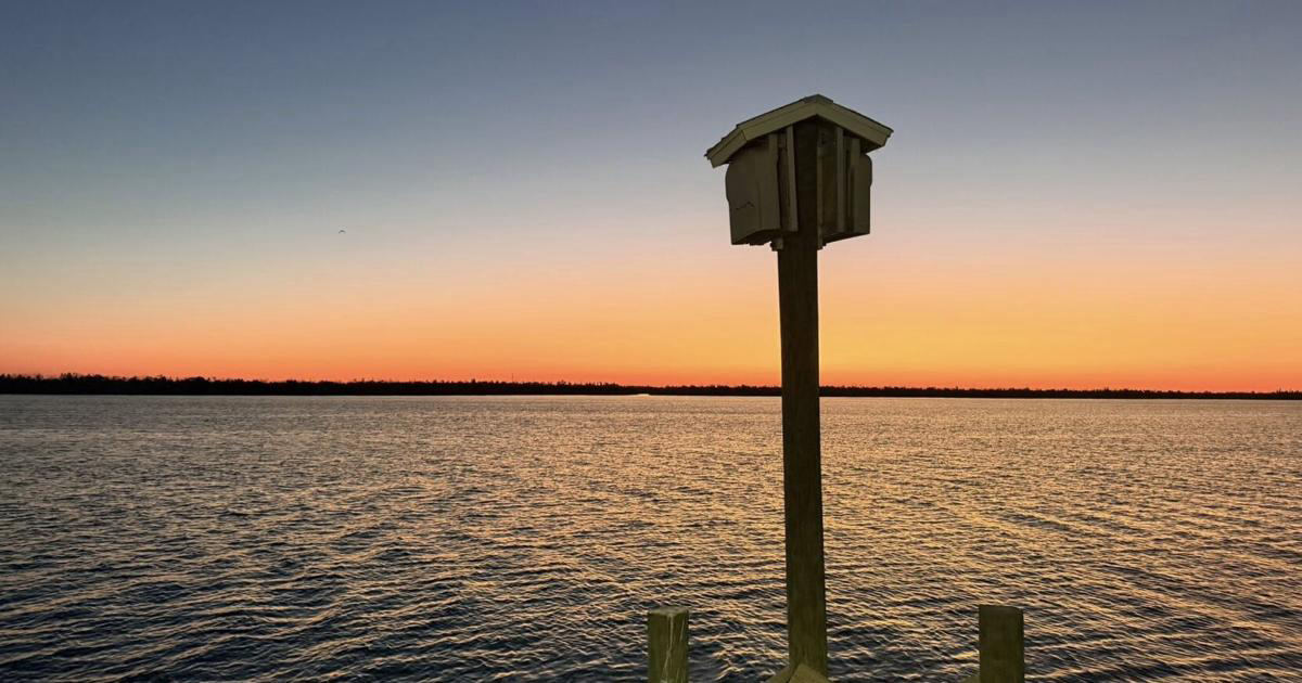 Fall Is a Legal Window for Bat Exclusions in Southwest Florida