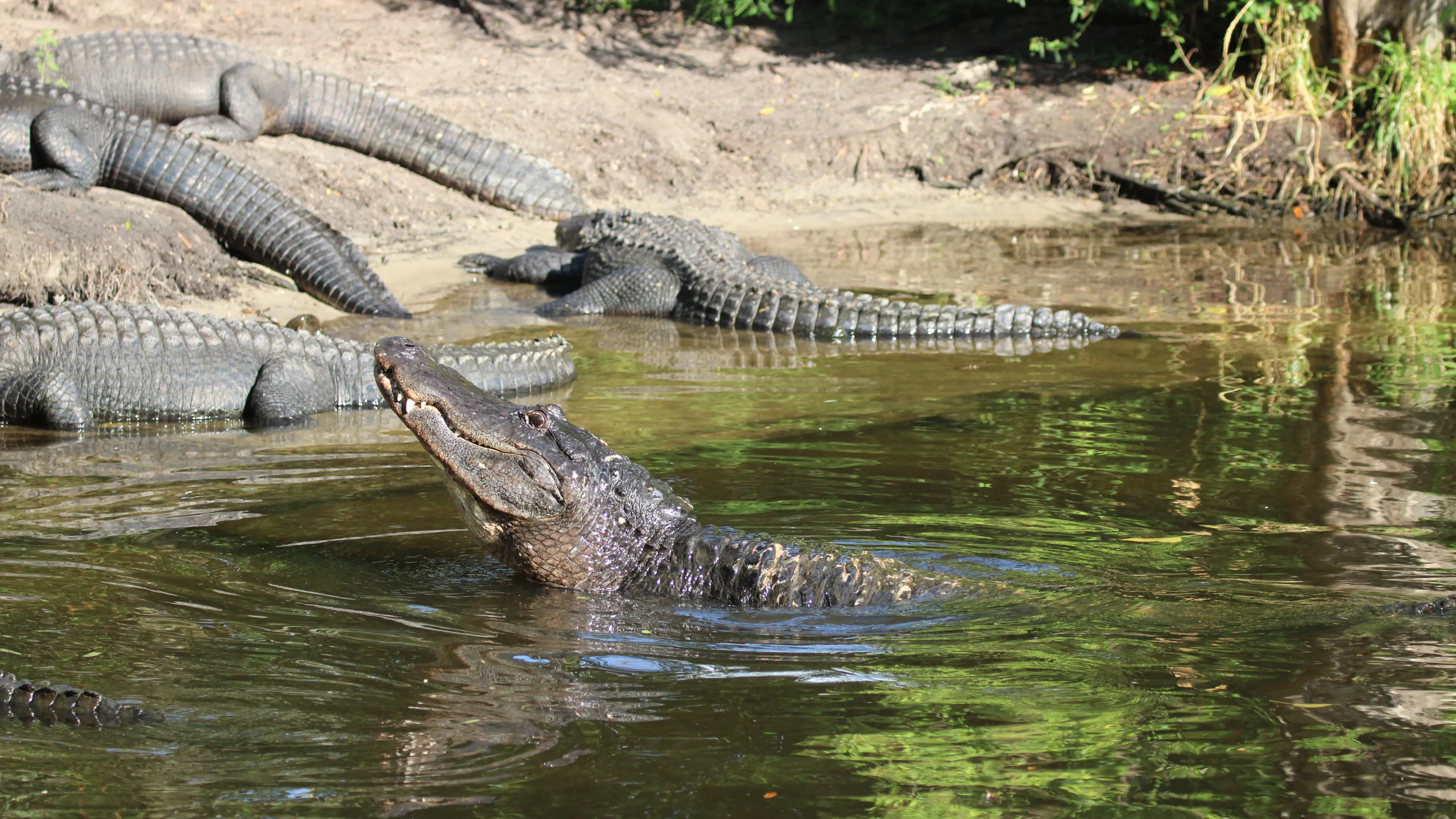 St. Augustine's Alligator Farm Runs a Rare 'Croc School' for Zoo Pros
